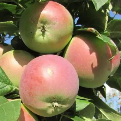 Яблоня МОСКОВСКОЕ ЗИМНЕЕ в Борисове