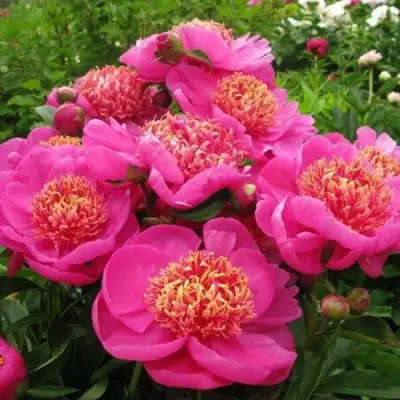 Пион ДОРИН травянистый в Борисове