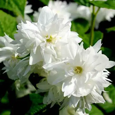 Жасмин ДАМ БЛАНШ в Борисове