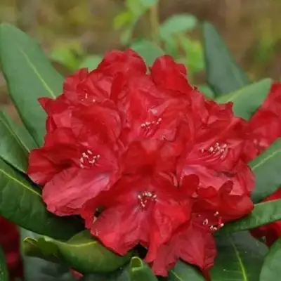 Рододендрон БУЗУКИ в Борисове