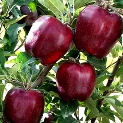 Яблоня РЕД ЧИФ в Борисове