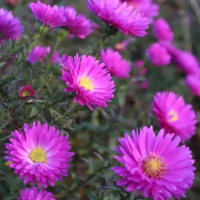 Астра КАРМИНКУППЕЛЬ в Борисове