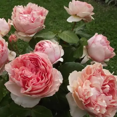 Роза ФИЛИНГ чайно-гибридная в Борисове