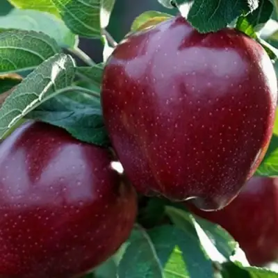 Яблоня РЕД ЧИФ в Борисове