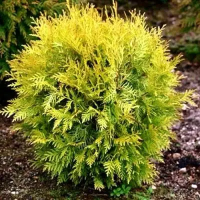 Туя ГЛОБОЗА АУРЕА западная в Борисове