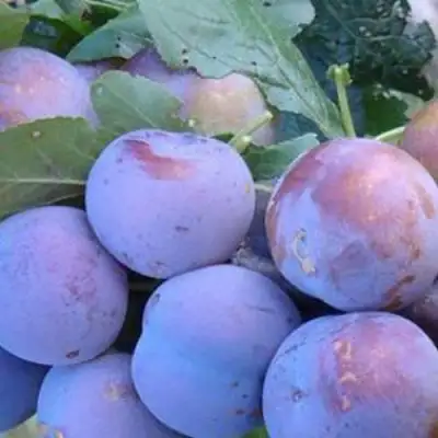 Слива НАГРАДА НЕМАНСКАЯ в Борисове