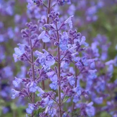 Котовник КИТ КЭТ фассена в Борисове