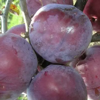 Слива ПАННА в Борисове