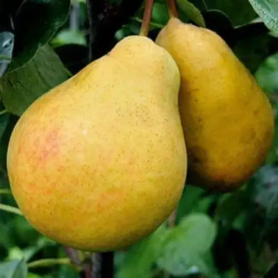 Груша ВЕЛИКАЯ ЛЕТНЯЯ (БОЛЬШАЯ ЛЕТНЯЯ) в Борисове