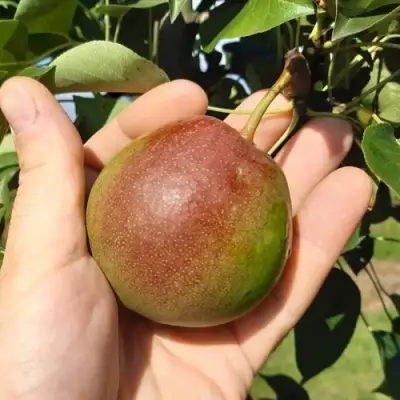 Груша КУПАЛА в Борисове