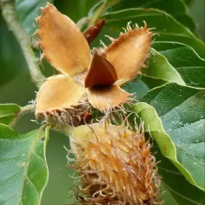 Бук обыкновенный в Борисове