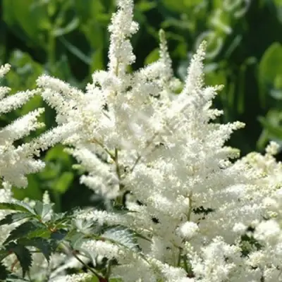 Астильба ХЭППИ ДЕЙ Арендса в Борисове