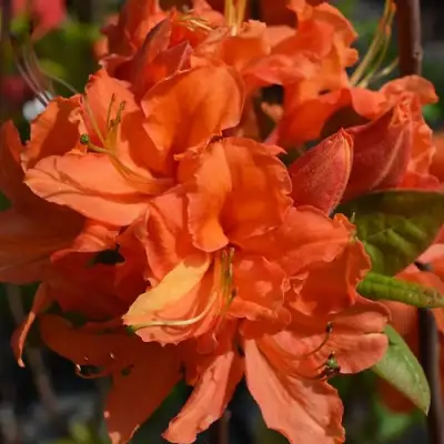 Азалия МАНДАРИН ЛАЙТС листопадная в Борисове