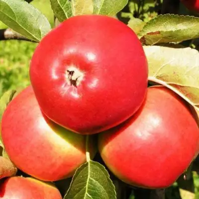 Яблоня СЯБРЫНА в Борисове