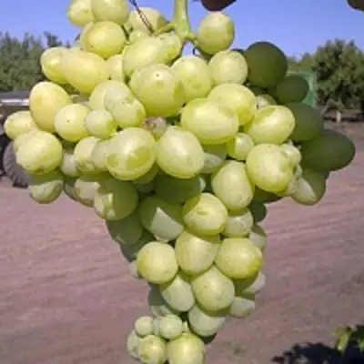 Виноград АРКАДИЯ в Борисове