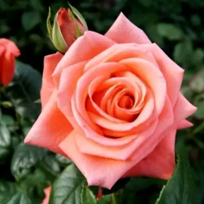 Роза ВАУ чайно-гибридная в Борисове