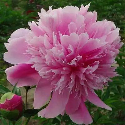 Пион ГОЛУБАЯ ХРИЗАНТЕМА травянистый в Борисове