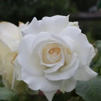 Роза АНАСТАСИЯ чайно-гибридная в Борисове