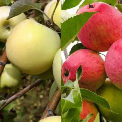 Комплект ЯБЛОЧНЫЙ ТАНДЕМ в Борисове