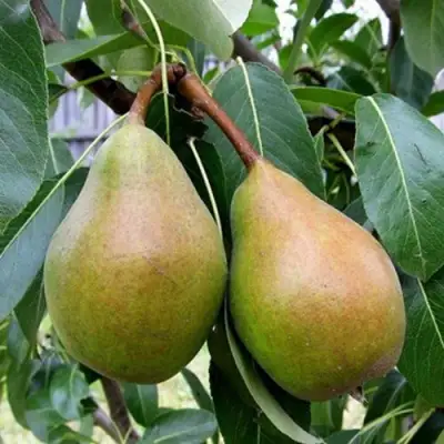 груша Яблунивская