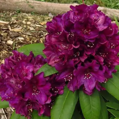 Рододендрон ПОЛАРНАХТ в Борисове