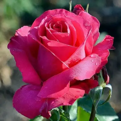 Роза ВИЕН РОУЗ чайно-гибридная в Борисове