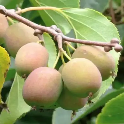 Актинидия ГИБРИДНАЯ КОЛБАСИНОЙ в Борисове