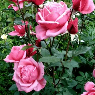 Роза ЭЙФЕЛЕВА БАШНЯ чайно-гибридная в Борисове