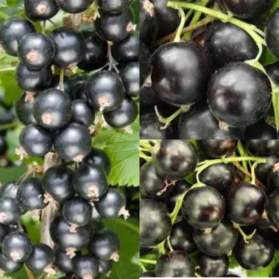 Комплект ЧЕРНАЯ СИЛА в Борисове