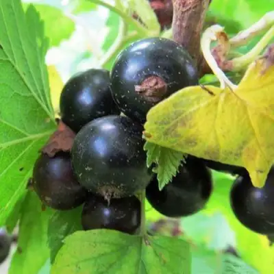 Смородина чёрная КАТЮША в Борисове