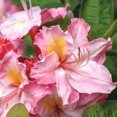 Азалия СЕССИЛЬ листопадная в Борисове