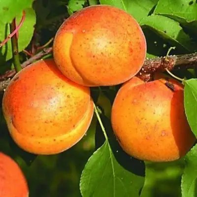 Абрикос СПАДЧЫНА в Борисове