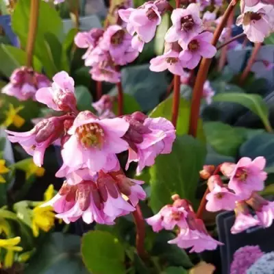 Бадан БЭБИ ДОЛЛ в Борисове