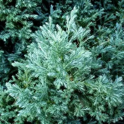 Кипарисовик БУЛЕВАРД горохоплодный в Борисове