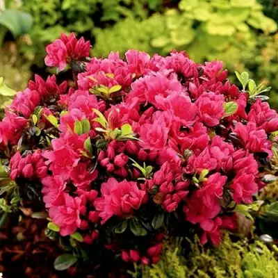 Азалия КАНЗОНЕТТА японская в Борисове