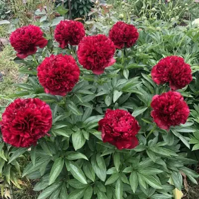 Пион ГАЛАКТИКА травянистый в Борисове