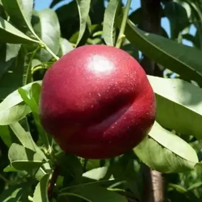 Нектарин БИГ-ТОП в Борисове