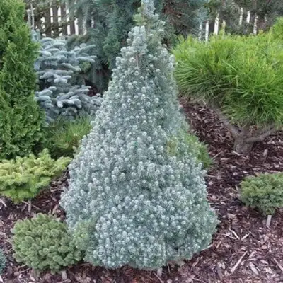 Ель САНДЕРС БЛЮ канадская в Борисове