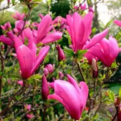 Магнолия СЬЮЗАН в Борисове