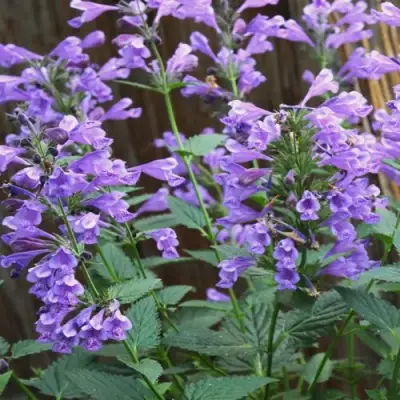 Котовник БЛЮ ДРИМС полусидячий в Борисове