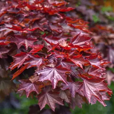 Клен КРИМСОН КИНГ остролистный в Борисове