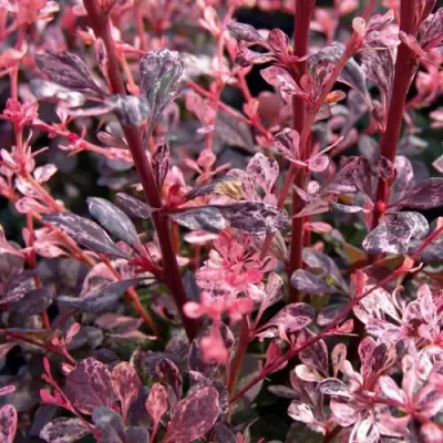 Барбарис АРЛЕКИН тунберга в Борисове