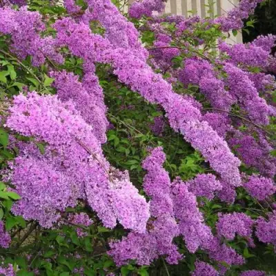 Сирень КИТАЙСКАЯ в Борисове