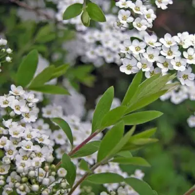 Спирея АРГУТА в Борисове