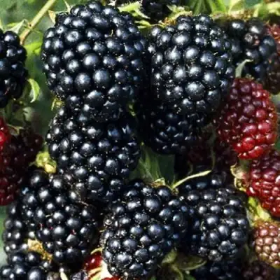 Ежевика ЭВЕРГРИН бесшипная  в Борисове