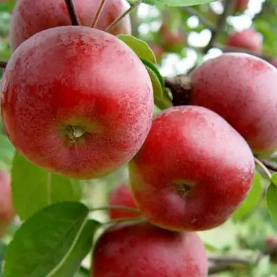 Яблоня ПОСПЕХ в Борисове