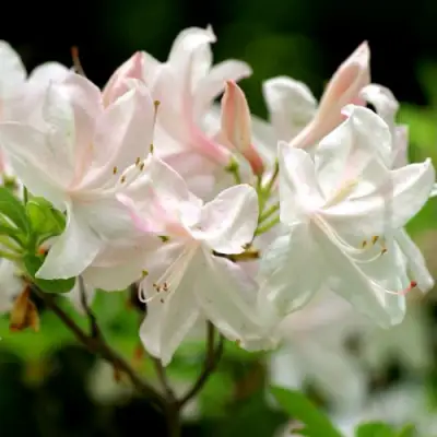 Азалия УАЙТ ЛАЙТС листопадная в Борисове