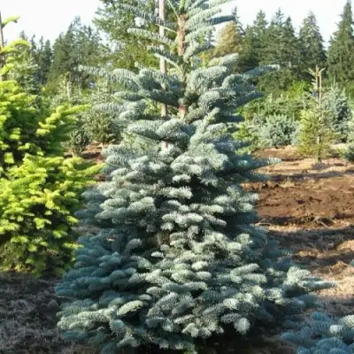 Пихта благородная в Борисове