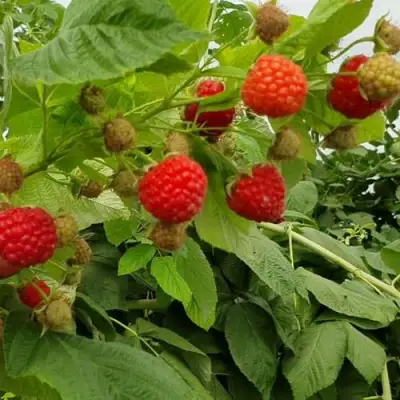 Малина КВЕЛЛИ в Борисове