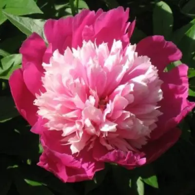 Пион КАПЛЯ РОСЫ травянистый в Борисове